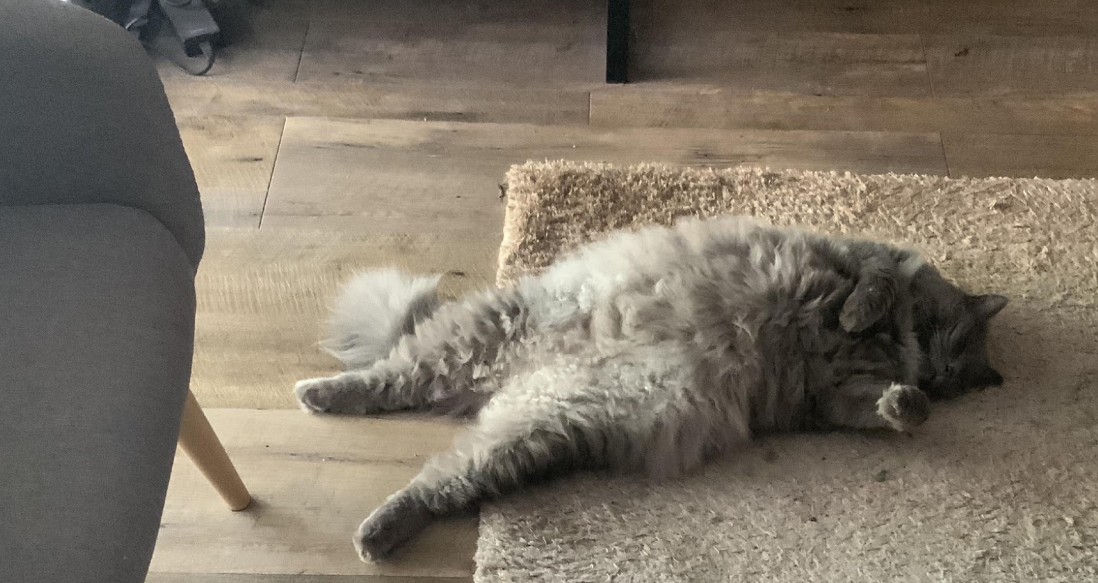THE WONDERS OF HAVING A PET