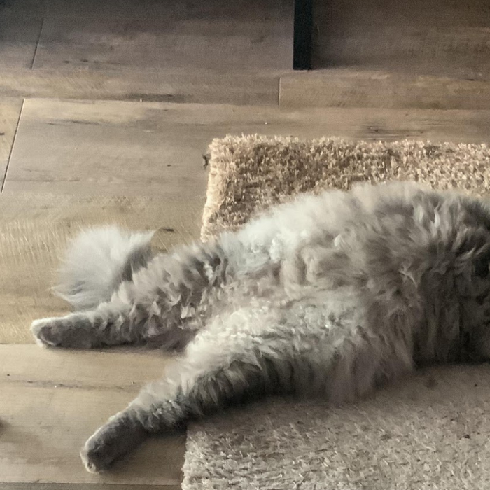 THE WONDERS OF HAVING A PET